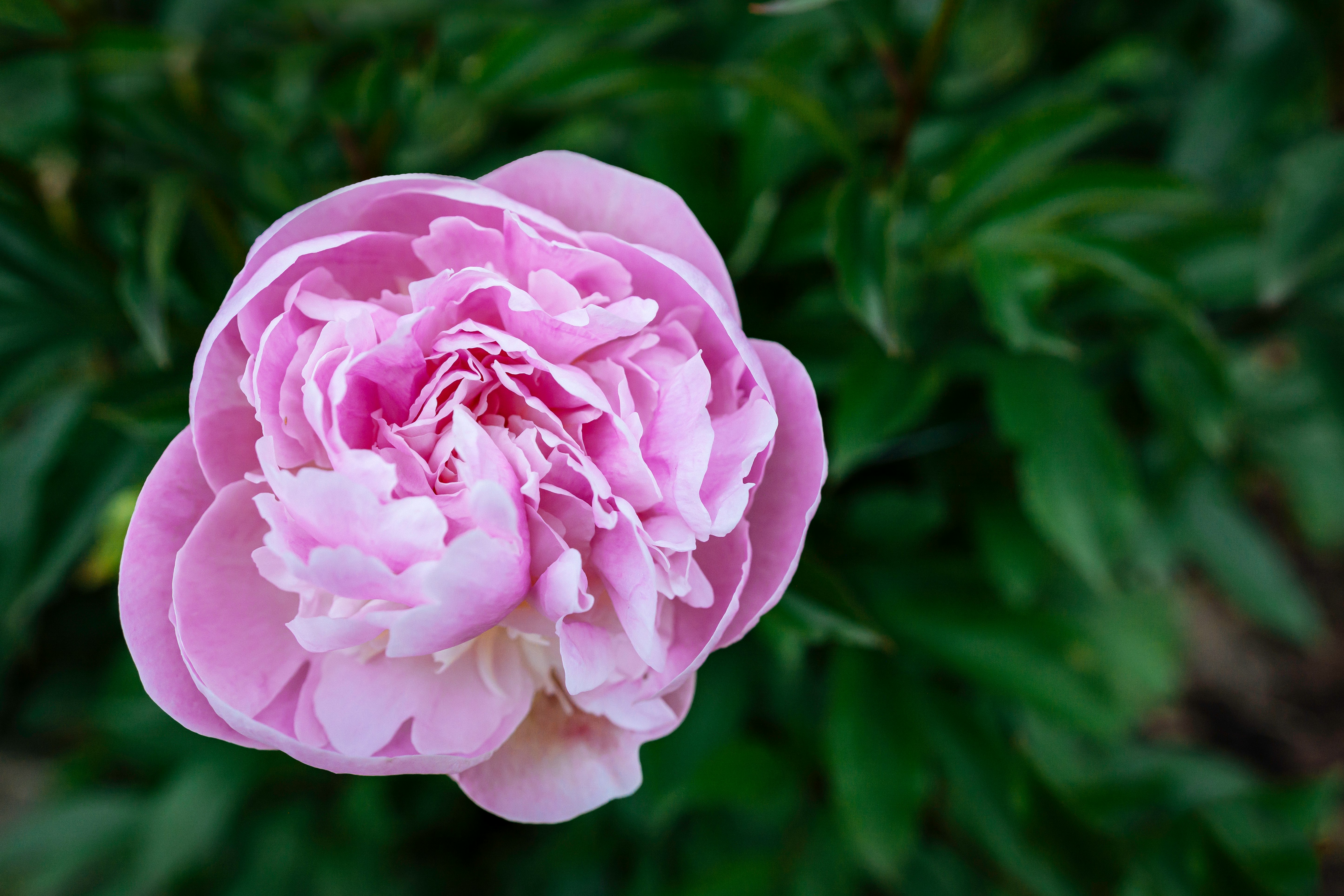 pink rose in bloom during daytime